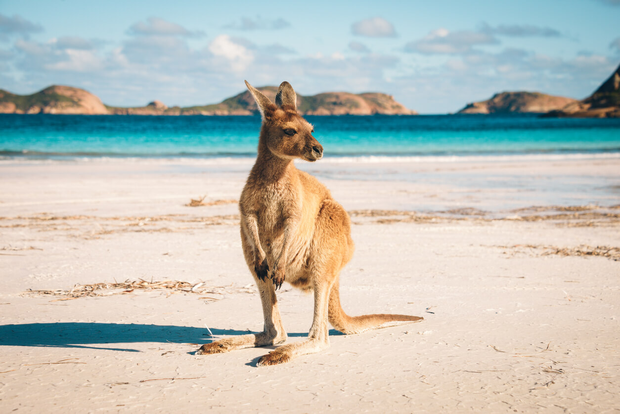 Australia Temperatura Dell'acqua Del Mare Oggi E Previsioni