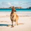 Quando farsi il bagno a Cockatoo Island: temperatura del mare mese per mese